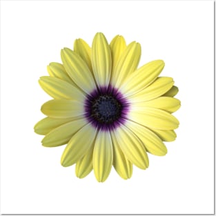 Yellow and Purple Daisy Photo Posters and Art